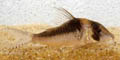Corydoras serratus